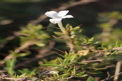 Barleria noctiflora